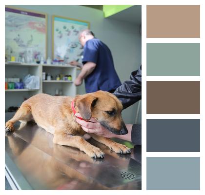 Examination Dog Ambulance Veterinarian Image